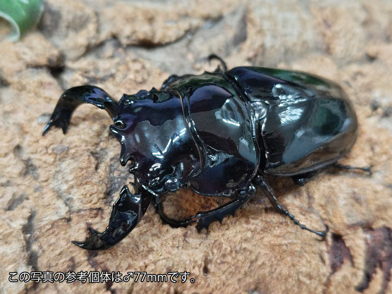 タランドゥスオオツヤクワガタ コンゴ 産 ペア（累代CB ♂70mm 2025/9 ♀52mm 2025/9）