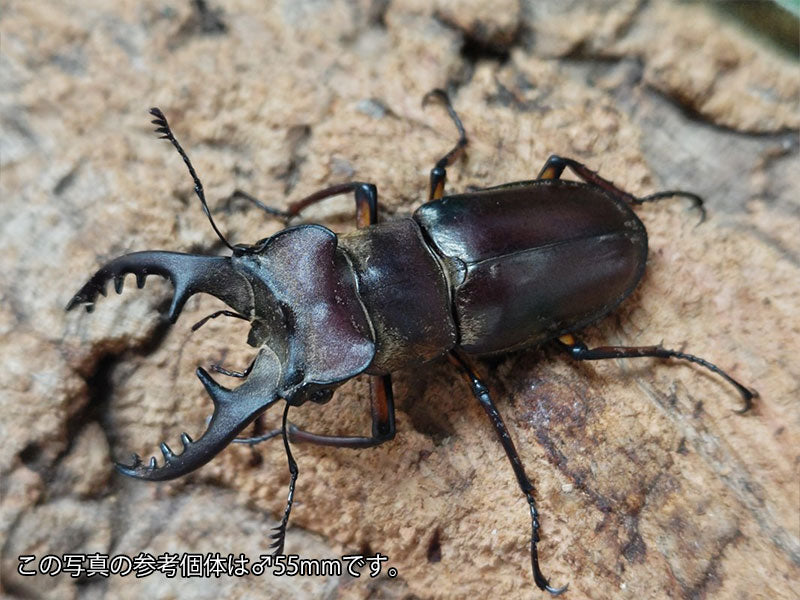 ミヤマクワガタ – クワガタムシ・カブトムシ昆虫専門店COLORS
