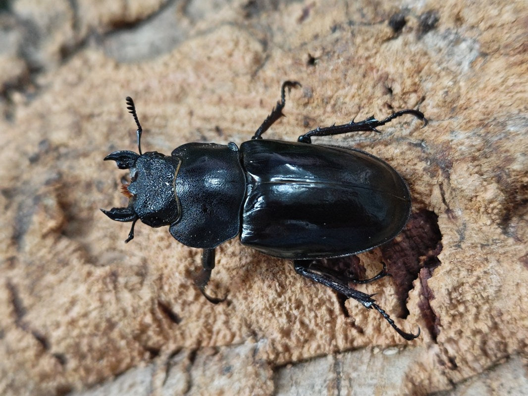 ミヤマクワガタ 京都府 東別院町産 ペア（累代WD ♂55mm ♀A'Free(右