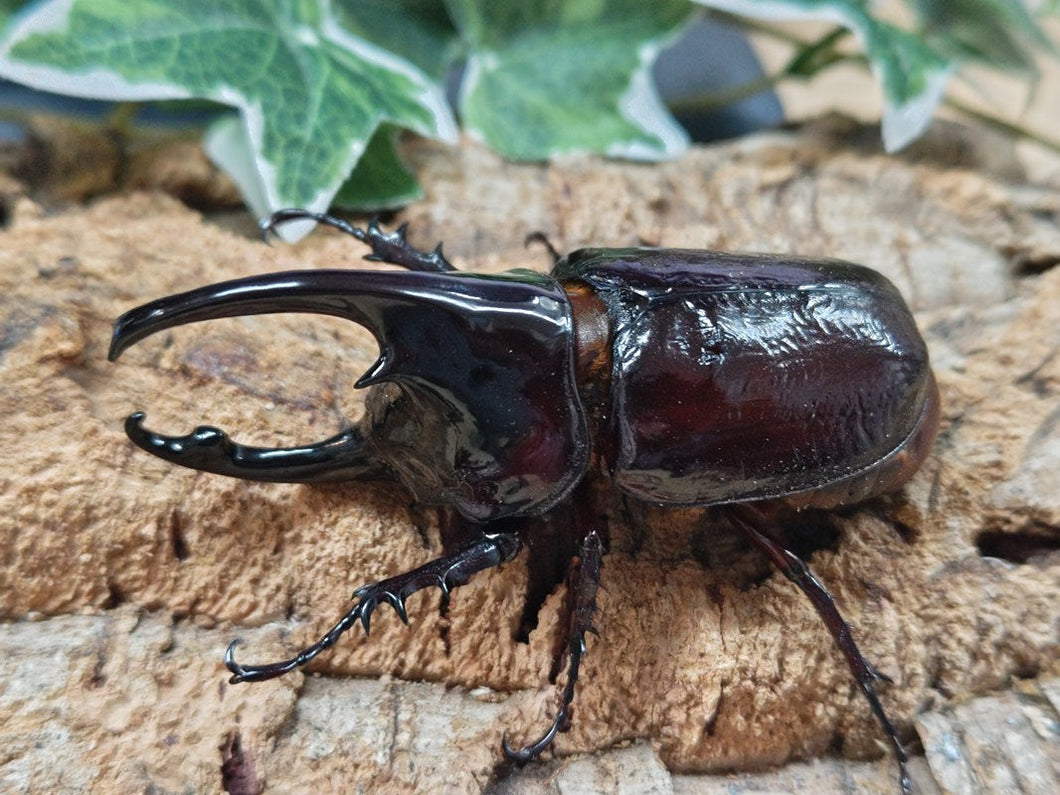 ケンタウルスオオカブト カメルーン 産 ペア（累代WF2 ♂85mm 2025/9 ♀Freemm 2025/9）