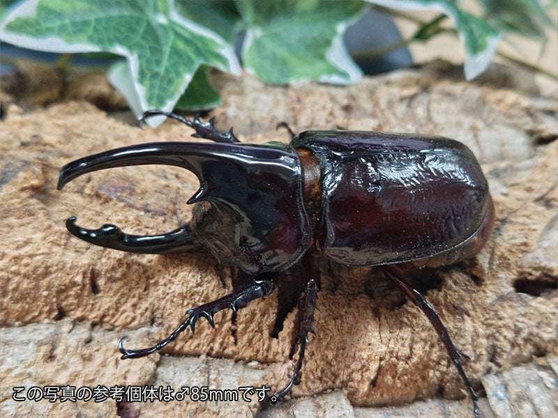 ケンタウルスオオカブト カメルーン 産 ペア（累代WF2 ♂84mm 2025/9 ♀Freemm 2025/9）