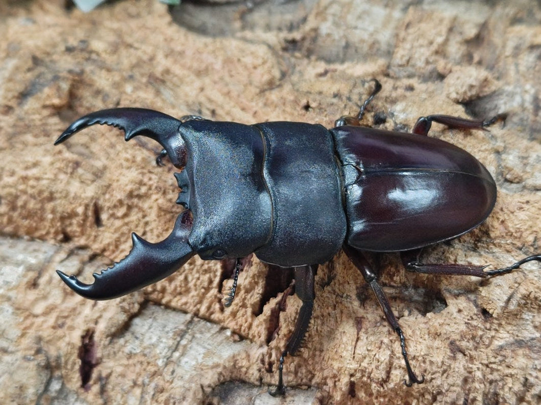 マリンドッケヒラタクワガタ マリンドッケ島 カンアット産 ペア（累代WF1 ♂78mm 2025/10 ♀Freemm 2025/8）