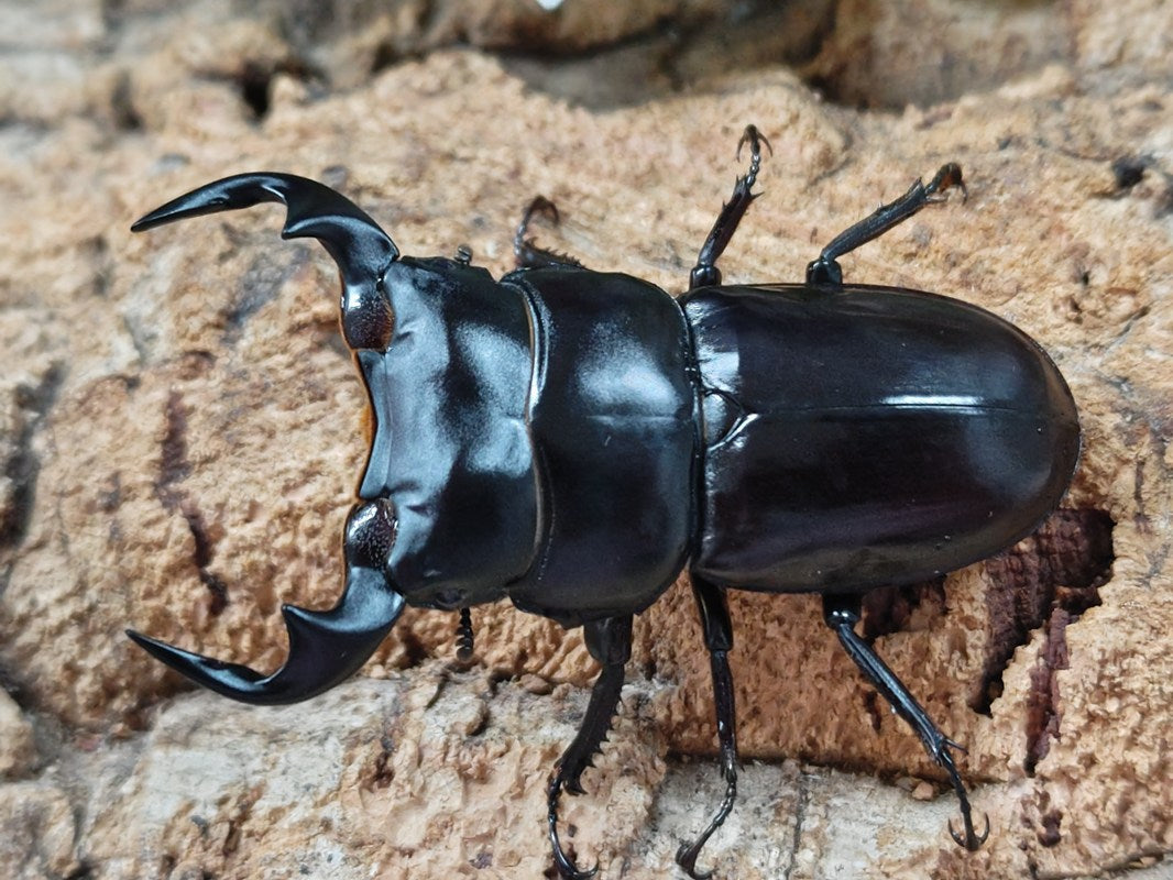 アンタエウスオオクワガタ – クワガタムシ・カブトムシ昆虫専門店COLORS