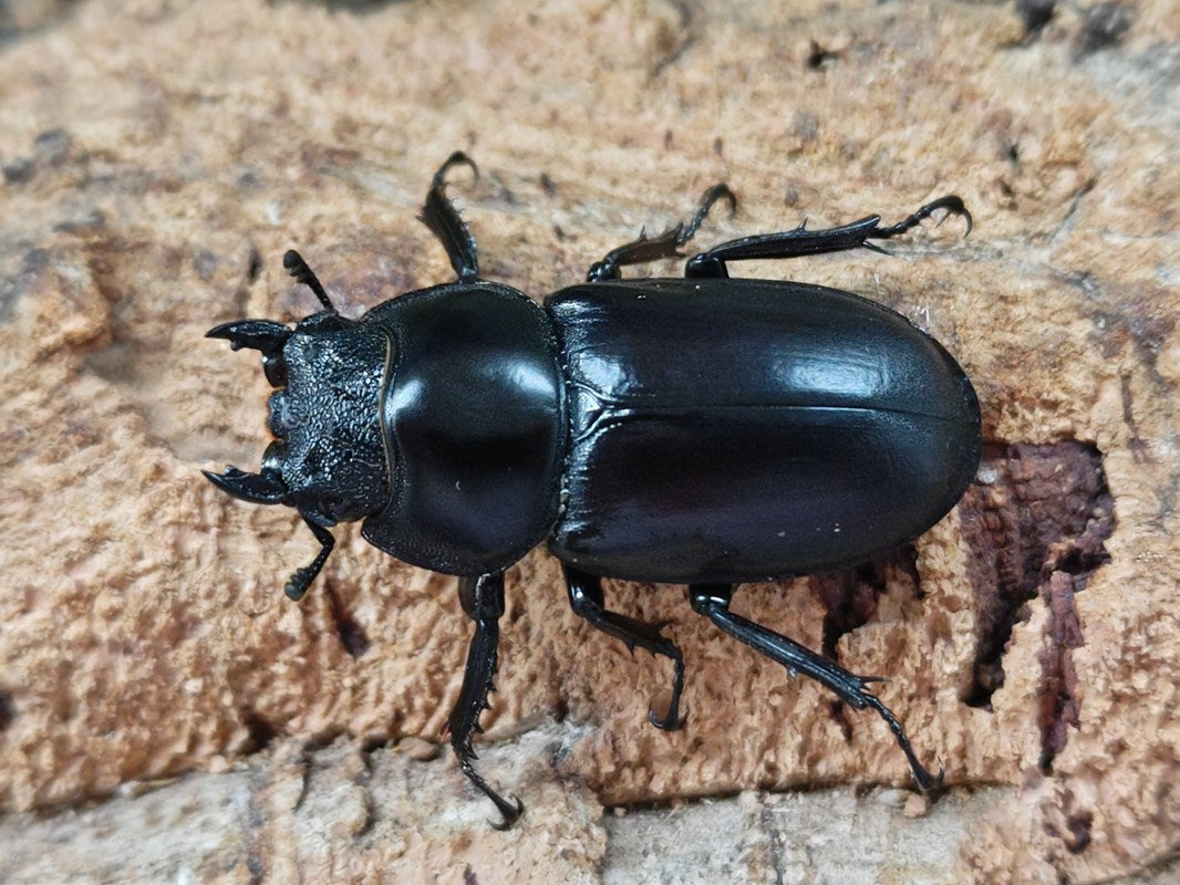 アンタエウスオオクワガタ マレーシア キャメロンハイランド産 ペア