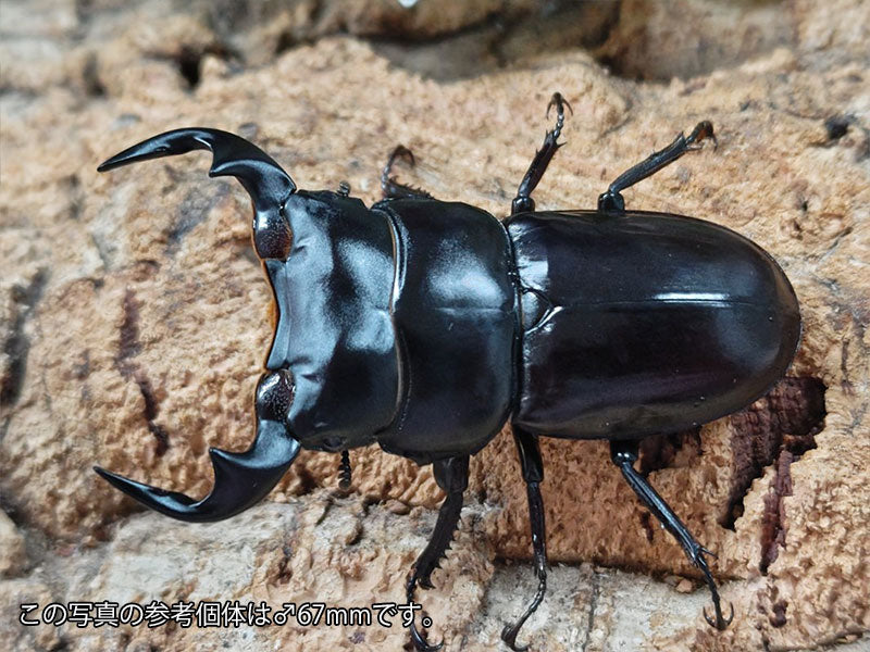 インドアンタエウス、クワガタフィギュア インドアンタエウス