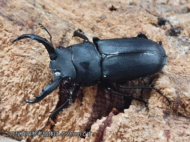 アマミシカクワガタ 奄美大島 朝戸産 ペア（累代CB ♂34mm 2025/9 ♀Freemm 2025/9）