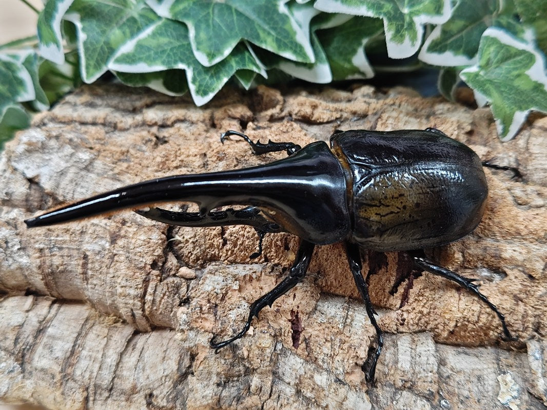 DH.ヘラクレスオオカブト♀77ミリ　オススメ 人気定番，大人気 ヘラクレスオオカブト 超大型血統② ♀単品③ D.H