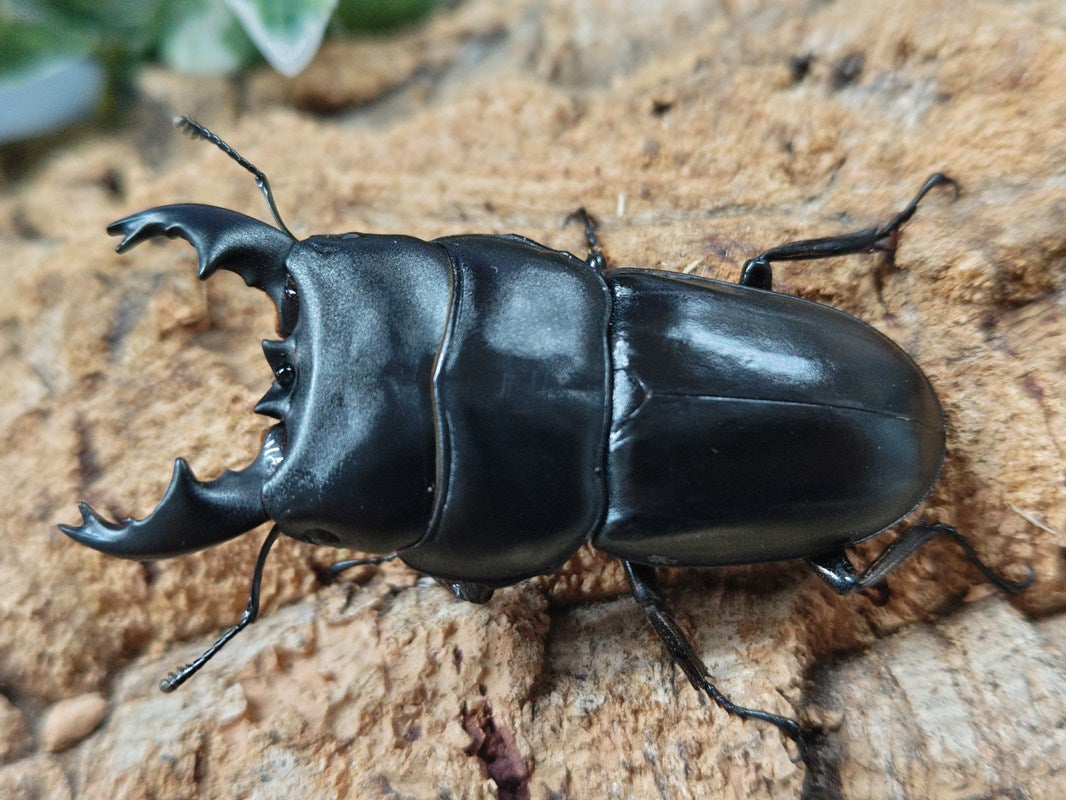 標本アルキデスヒラタクワガタ 長歯型 スマトラ島産 96.1ミリ 野外品