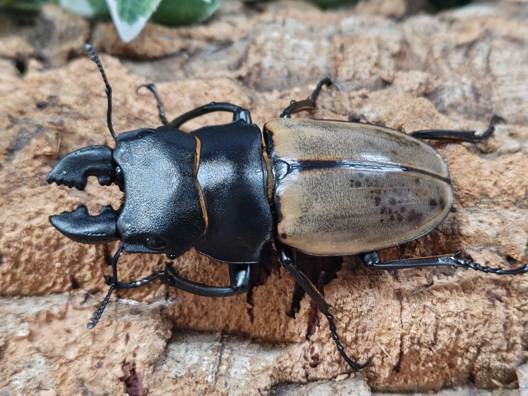 大型カステルナウツヤクワガタ 飼育記録】カステルナウディツヤクワガタ（ボルネオ産） 産卵