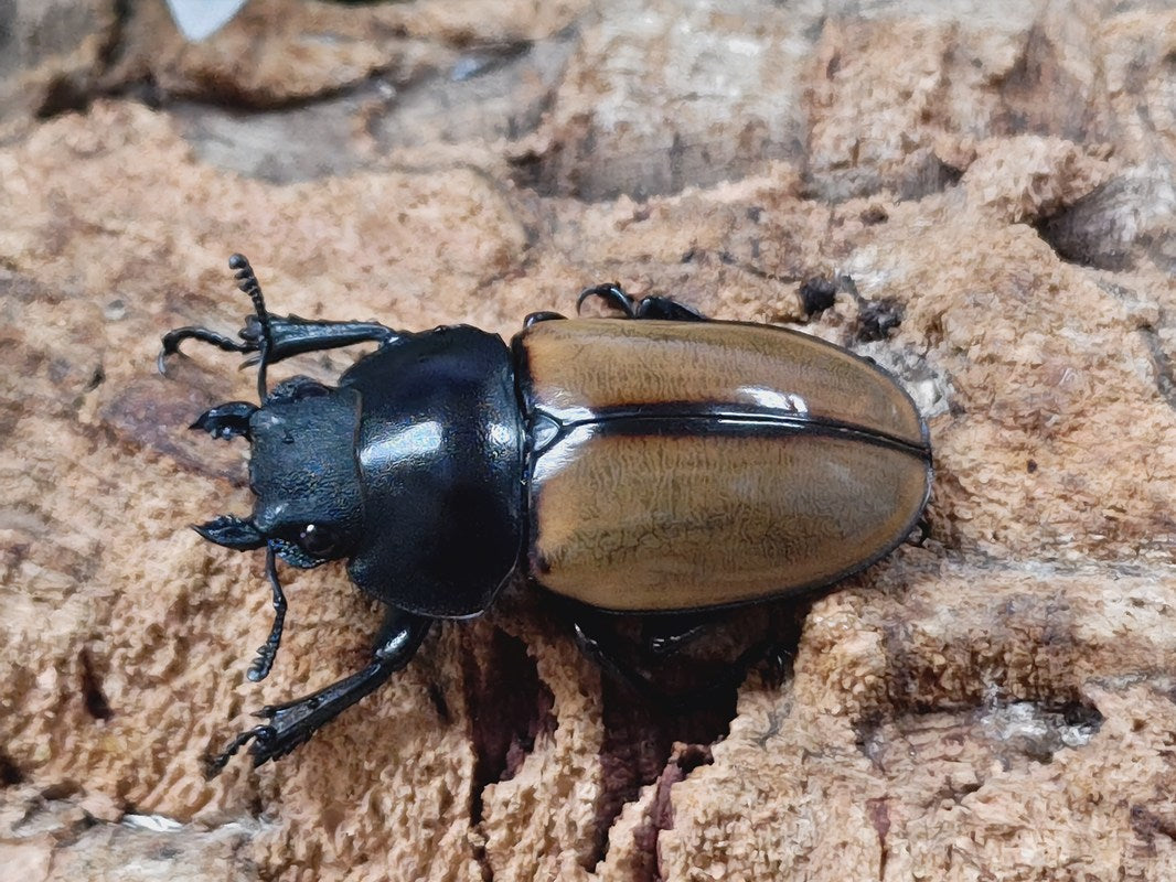昆虫標本☆迫力満点☆スマトラ島産カステルナウディツヤクワガタ♂80.5