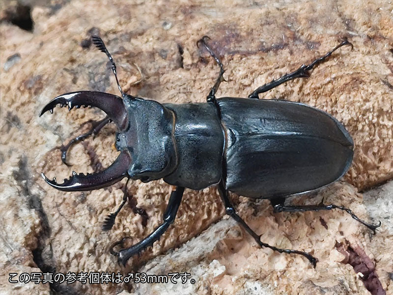 トルキクスミヤマクワガタ(ヨーロッパミヤマクワガタ亜種turcicus