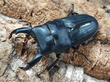 画像をギャラリービューアに読み込む, スジブトヒラタクワガタ 奄美大島 笠利町産 ペア（累代CBF4 ♂64mm 2025/9 ♀Freemm 2025/9）
