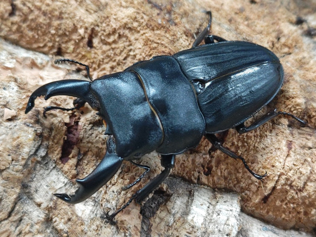 スジブトヒラタクワガタ 奄美大島 笠利町産 ペア（累代CBF4 ♂64mm 2025/9 ♀Freemm 2025/9）