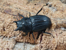 画像をギャラリービューアに読み込む, スジブトヒラタクワガタ 奄美大島 笠利町産 ペア（累代CBF4 ♂64mm 2025/9 ♀Freemm 2025/9）
