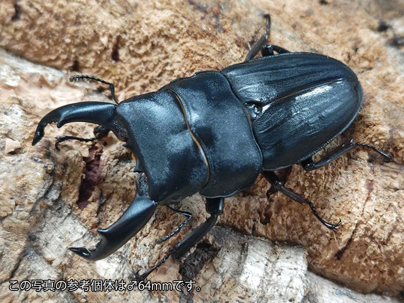 スジブトヒラタクワガタ 奄美大島 笠利町産 ペア（累代CBF4 ♂57mm 2025/9 ♀Freemm 2025/9）