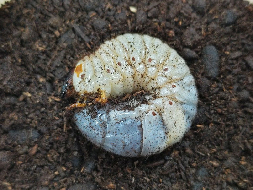 ツチヤカブト幼虫 口永良部島 本村産