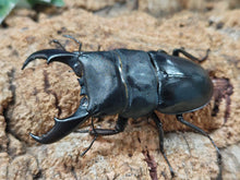 画像をギャラリービューアに読み込む, サキシマヒラタクワガタ 石垣島 産 ペア（累代CBF1 ♂73mm 2025/9 ♀Freemm 2025/6）

