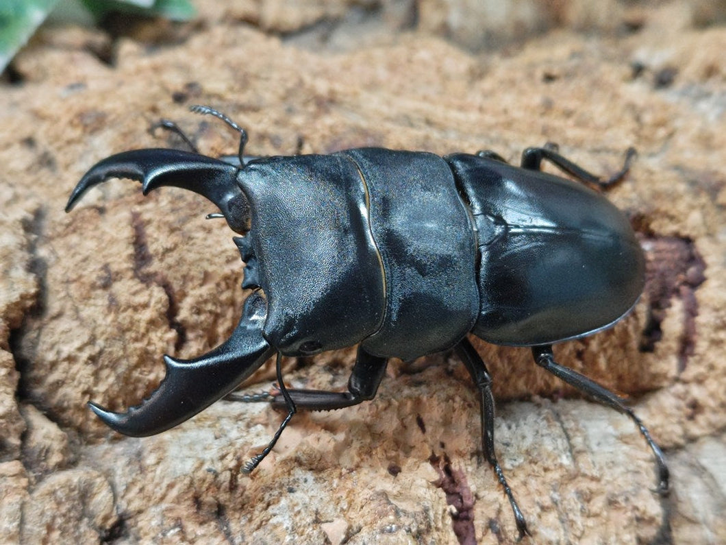 サキシマヒラタクワガタ 石垣島 産 ペア（累代CBF1 ♂73mm 2025/9 ♀Freemm 2025/6）