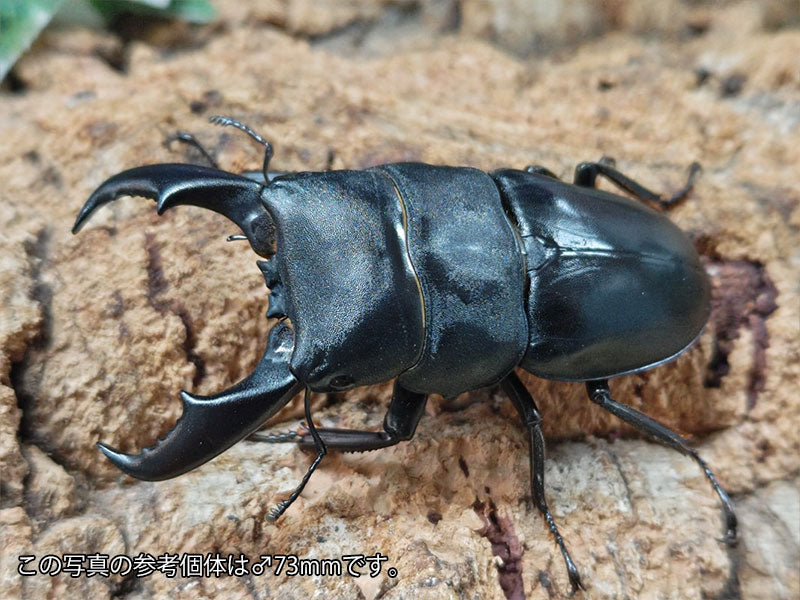 サキシマヒラタクワガタ 石垣島 産 ペア（累代CBF1 ♂72mm 2025/9 ♀Freemm 2025/6）