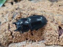 画像をギャラリービューアに読み込む, サキシマヒラタクワガタ 石垣島 産 ペア（累代CBF1 ♂72mm 2025/9 ♀Freemm 2025/6）
