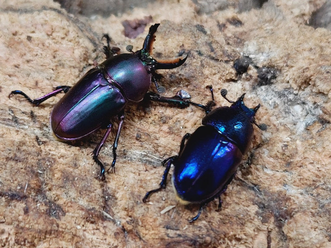 パプアキンイロクワガタ インドネシア イリアン・ワメナ産 ペア（累代CB ♂マジョラFreemm 2025/10 ♀ブルーFreemm 2025/10）