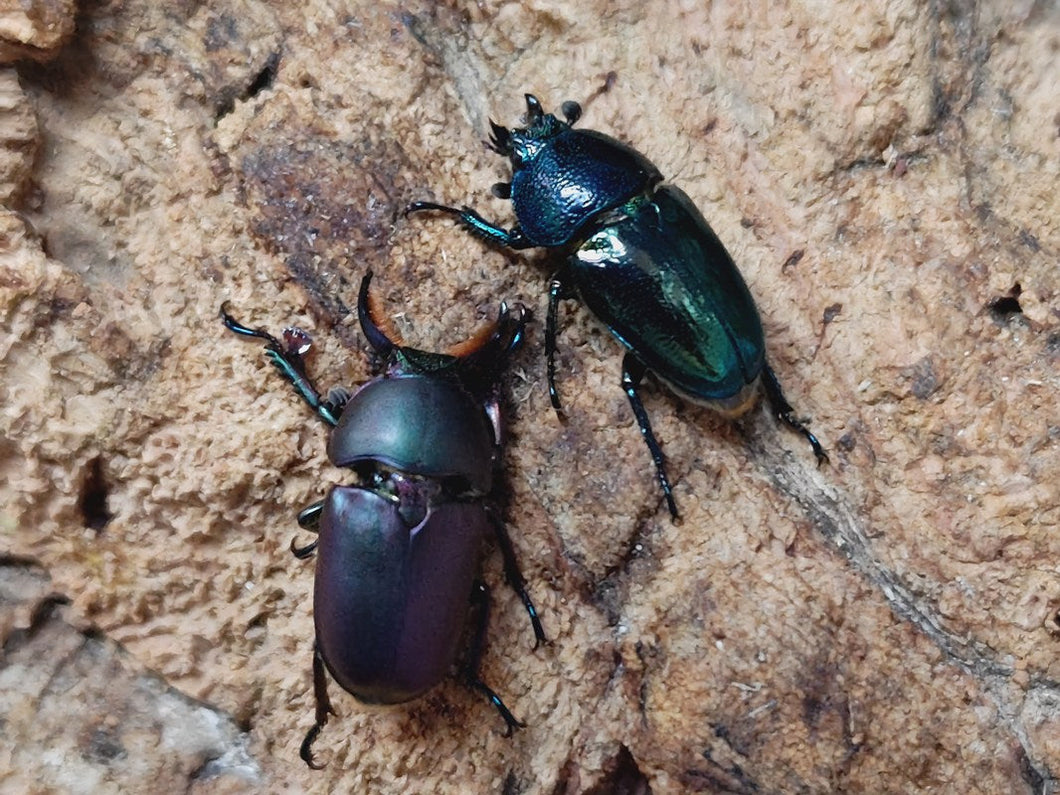 パプアキンイロクワガタ インドネシア イリアン・ワメナ産 ペア（累代CB ♂マジョラFreemm 2025/10 ♀ブルーグリーンFreemm 2025/10）