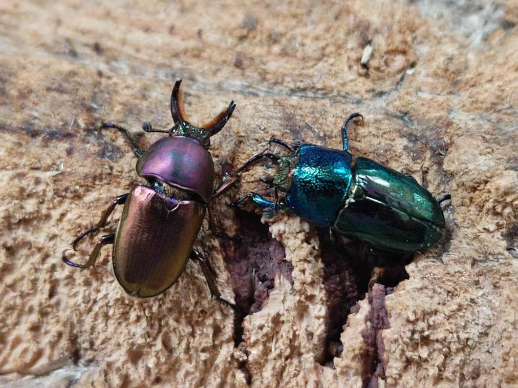 パプアキンイロクワガタ インドネシア イリアン・ワメナ産 ペア（累代CB ♂マジョラFreemm 2025/10 ♀ツートンFreemm 2025/10）