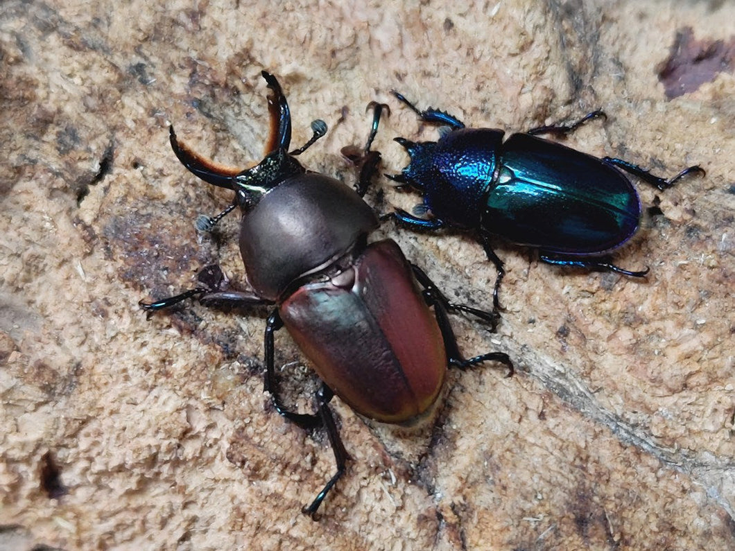 パプアキンイロクワガタ インドネシア イリアン・ワメナ産 ペア（累代CB ♂Freemm 2025/10 ♀ブルーグリーンFreemm 2025/10）