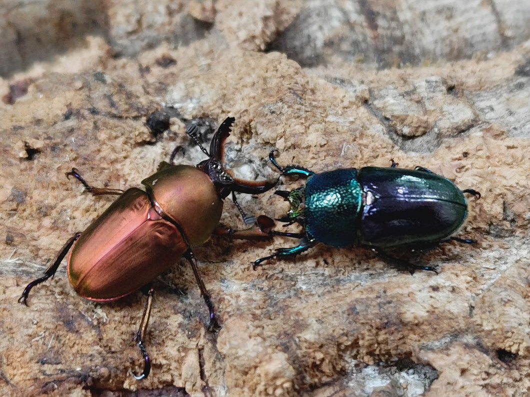 パプアキンイロクワガタ インドネシア イリアン・ワメナ産 ペア（累代CB ♂Freemm 2025/10 ♀ツートンFreemm 2025/10）