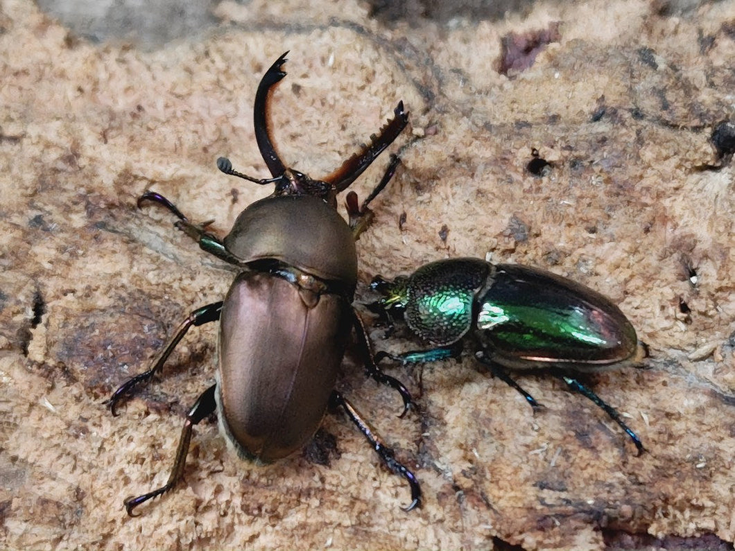 パプアキンイロクワガタ インドネシア イリアン・ワメナ産 ペア（累代CB ♂Freemm 2025/10 ♀グリーンFreemm 2025/10）