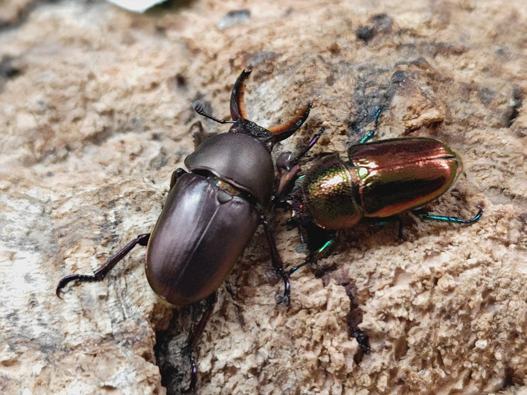 パプアキンイロクワガタ インドネシア イリアン・ワメナ産 ペア（累代CB ♂Freemm 2025/10 ♀Freemm 2025/10）