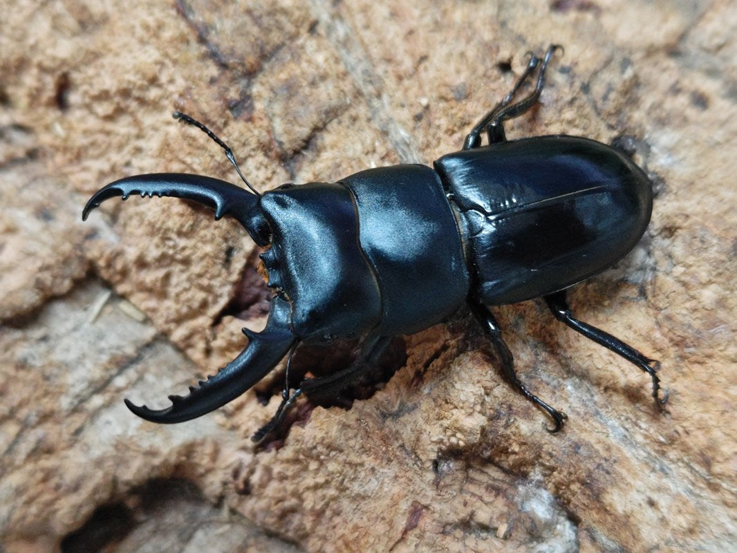 チョウセンヒラタクワガタ – クワガタムシ・カブトムシ昆虫専門店COLORS