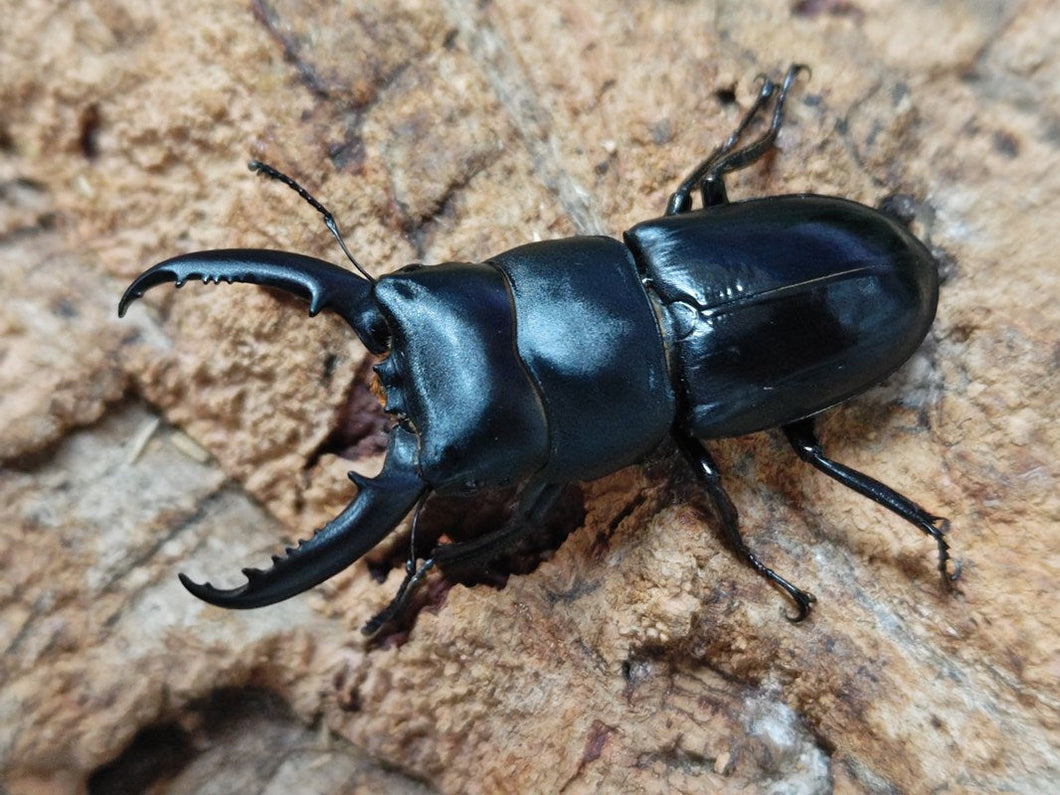 チョウセンヒラタクワガタ 長崎県 対馬市厳原町産 ペア（累代CB ♂53mm 2025/5 ♀Freemm 2025/5）