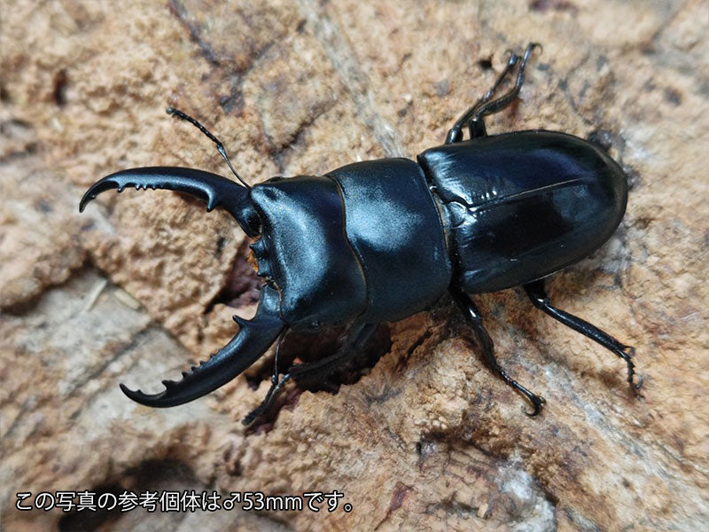 チョウセンヒラタクワガタ 長崎県 対馬市厳原町産 ペア（累代CB ♂51mm 2025/5 ♀Freemm 2025/5）
