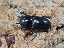 画像をギャラリービューアに読み込む, チョウセンヒラタクワガタ 長崎県 対馬市厳原町産 ペア（累代CB ♂51mm 2025/5 ♀Freemm 2025/5）
