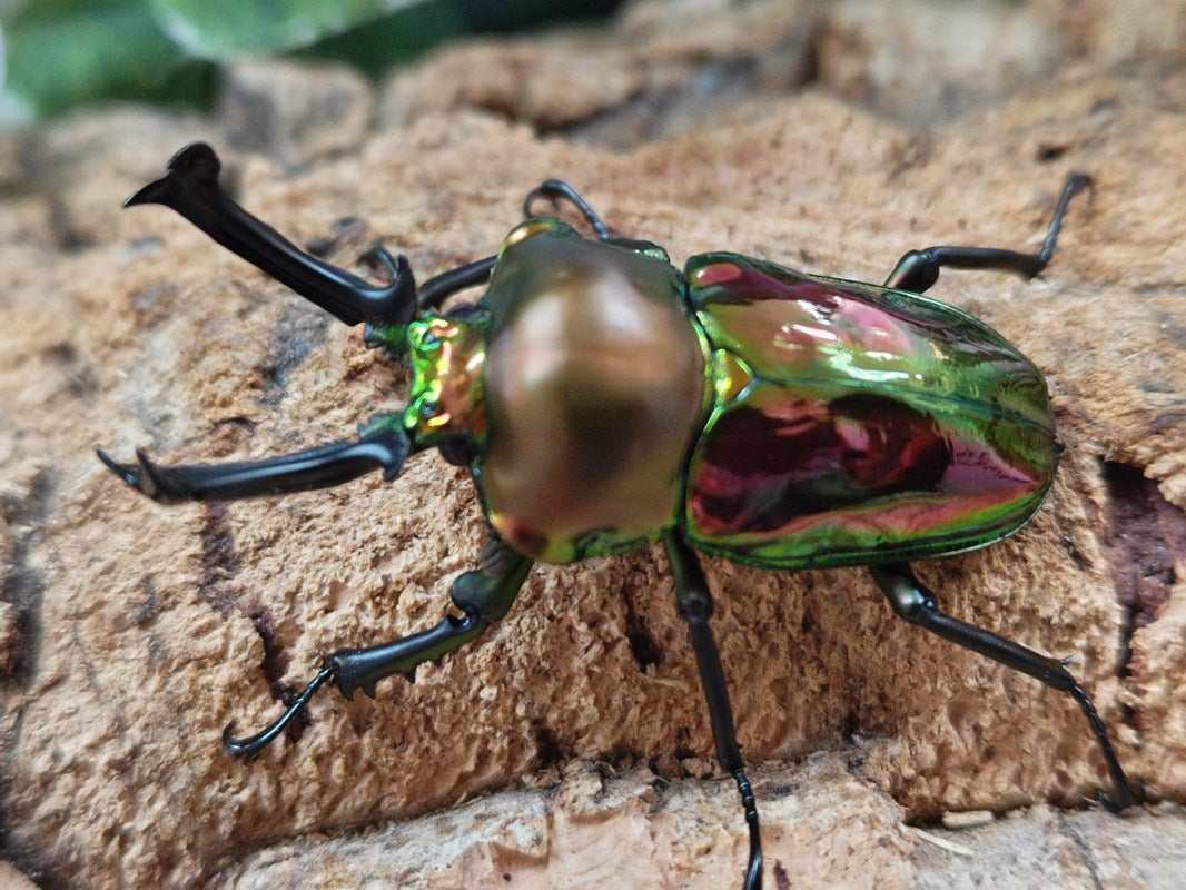ニジイロクワガタ – タグ 