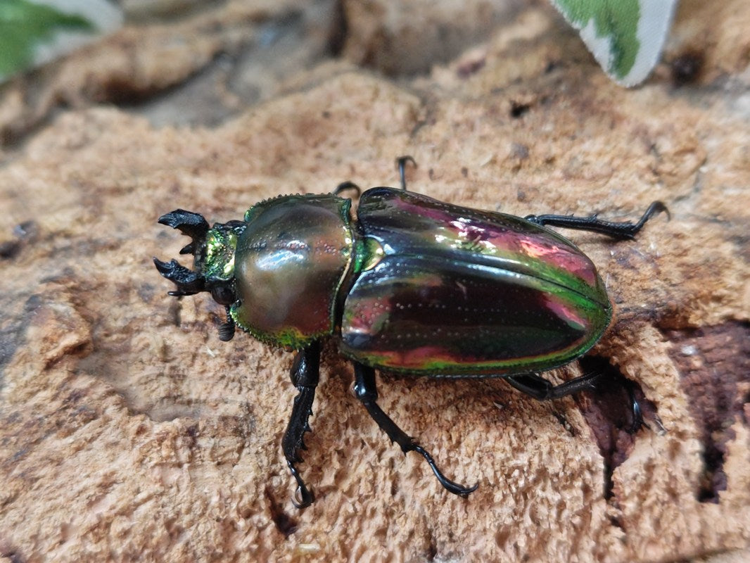 ニジイロクワガタ　美品 人気種／ 世界で最も美しいクワガタ ニジイロクワガタ 成虫 ♂55