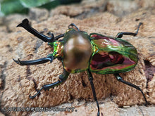 画像をギャラリービューアに読み込む, ニジイロクワガタ オーストラリア クィーンズランド産 ペア（累代CB ♂54mm 2025/8 ♀Freemm 2025/7）
