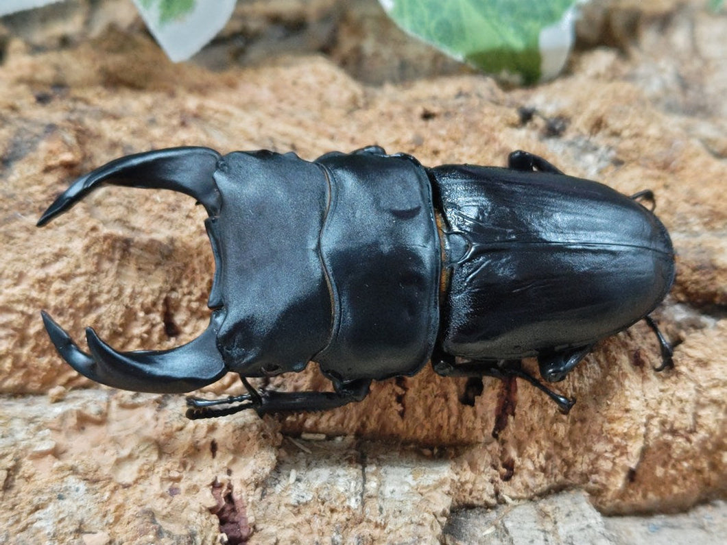 国産オオクワガタ(兵庫県産) 兵庫県 川西市産 ペア（累代CB ♂76mm 2025/7 ♀47mm 2025/6）