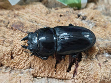 画像をギャラリービューアに読み込む, 国産オオクワガタ(兵庫県産) 兵庫県 川西市産 ペア（累代CB ♂73mm 2025/7 ♀46mm 2025/6）
