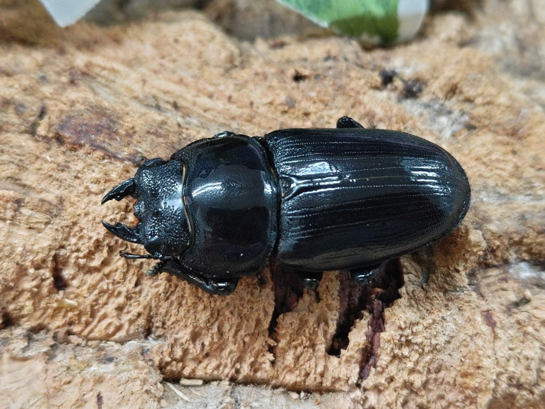 国産オオクワガタ(兵庫県産) 兵庫県 川西市産 ペア（累代CB ♂71mm