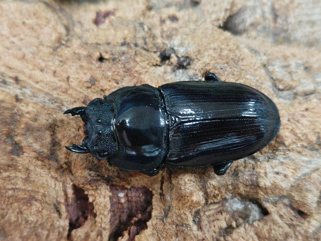 （昆虫）２５４１０１　国産オオクワガタ　大阪府能勢町産　成虫　ＳＲ血統　オス８５ｍｍメス５５ｍｍ（１ペア）　沖縄別途送料　北海道・九州航空便要保温 昆虫）２５４１０１ 国産オオクワガタ 大阪府能勢町産 成虫 ＳＲ血統