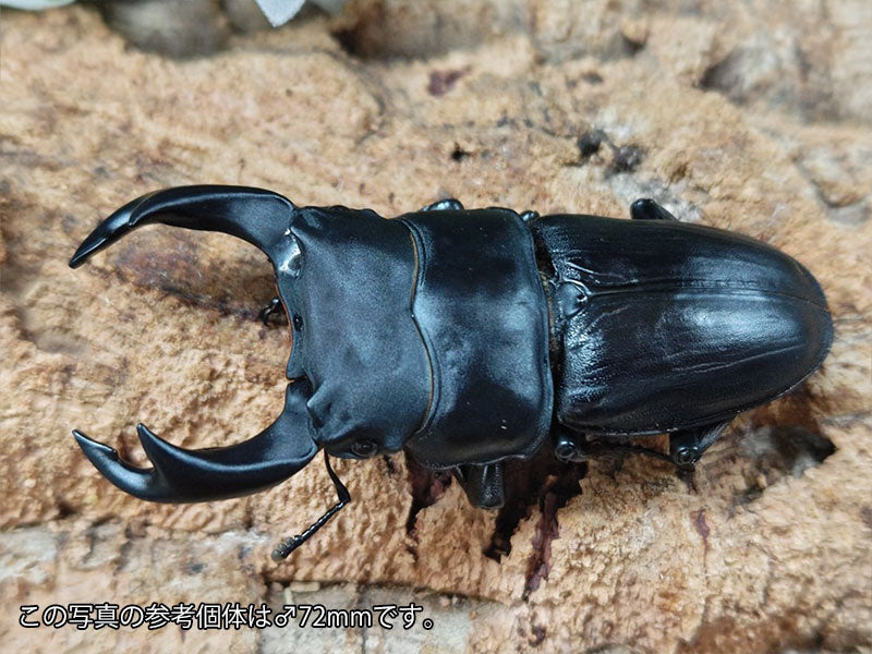 国産オオクワガタ(大阪府産) 大阪府 能勢町産 ペア（累代CB ♂71mm 2025/6 ♀Freemm 2025/6）