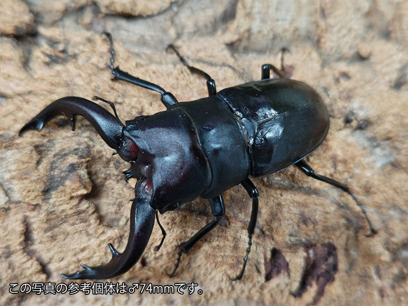 アマミノコギリクワガタ 奄美大島 笠利町産 ペア（累代CB ♂73mm 2025/6 ♀Freemm 2025/4）