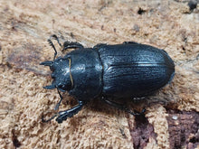 画像をギャラリービューアに読み込む, アマミノコギリクワガタ 奄美大島 笠利町産 ペア（累代CB ♂73mm 2025/6 ♀Freemm 2025/4）
