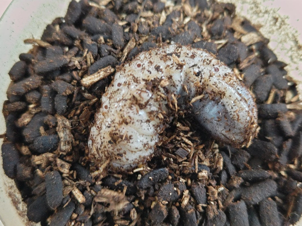 ミカンスオオツノカナブン幼虫 カメルーン 産