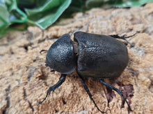 画像をギャラリービューアに読み込む, ミンダナオアトラス(フィリピンアトラス) フィリピン ミンダナオ島マラグサン産 ペア（累代WD ♂96mm ♀Freemm ）
