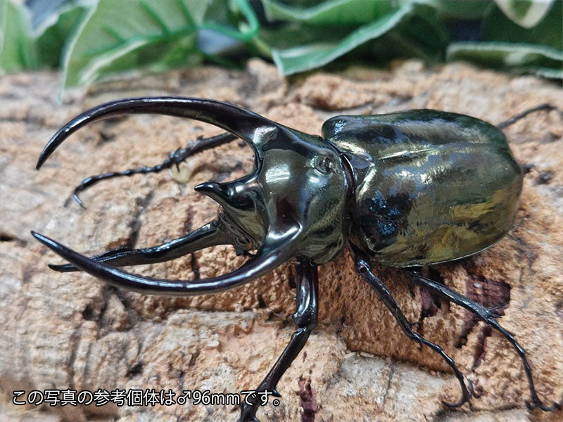 ミンダナオアトラス(フィリピンアトラス) フィリピン ミンダナオ島マラグサン産 ペア（累代WD ♂93mm ♀Freemm ）