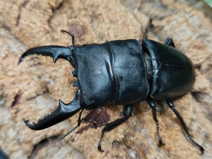 パラワンオオヒラタクワガタ フィリピン パラワン島Mt.ガントン産 ペア（累代WD ♂91mm ♀Freemm ）