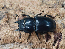 画像をギャラリービューアに読み込む, パラワンオオヒラタクワガタ フィリピン パラワン島Mt.ガントン産 ペア（累代WD ♂91mm ♀Freemm ）
